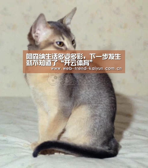 开云体育